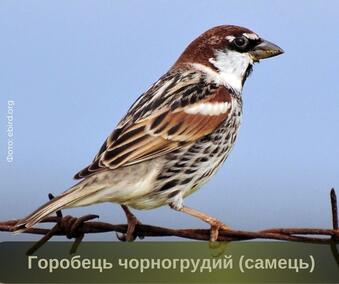 060049kk-f0d7-339x284.jpg