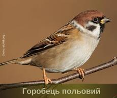 060049l3-9cc5-350x293.jpg