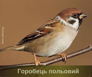 060049l3-9cc5-350x293.jpg