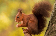 06004gzm-0481-184x119.png