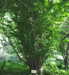 06004h16-8a9c-270x295.png