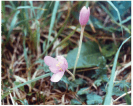 Пізньоцвіт Фоміна (Colchicum fominii Bordz. (C. arenarium auct. non Waldst. et Kit.))