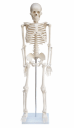 06004iwy-f0b9-258x448.png