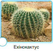 06005037-e1d0-174x168.png