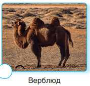 0600504m-583d-178x170.png