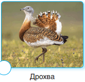 0600505w-2d9d-174x167.png