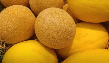 060050o7-adaf-375x217.png