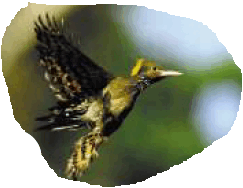 060051xt-064d-243x188.png
