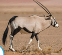 060052pc-ce56-126x112.png