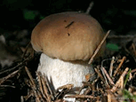 060054ix-1969-153x115.png