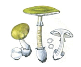 060054jb-5f0d-168x139.png
