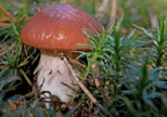 060054jg-36f6-154x108.png