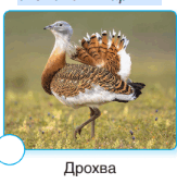 060054s1-2cd0-271x281.png