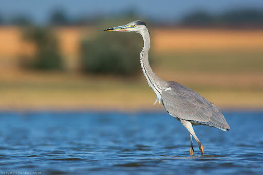 060056h3-dc74-512x341.jpg