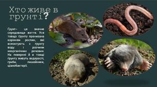 Хто мешкає в грунті? Презентація до уроку з Пізнаємо природу 6 клас
