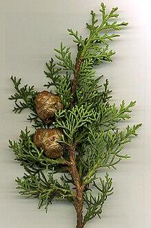 220px-Med_Cypress.jpg