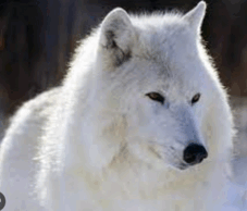 06005ich-27f3-227x194.png