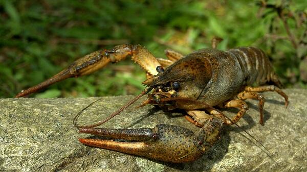 06005jl6-d2fd-600x337.jpg