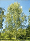 06005laf-3c38-105x143.png