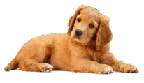 06005m85-2601-206x119.png