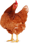 06005mat-2427-101x152.png