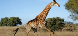 06005o3h-e00f-307x144.png