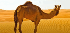 06005o4c-2877-268x126.png