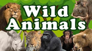  ANIMALS