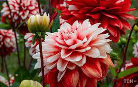 06005qaj-6cb6-284x178.jpg