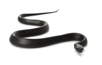 Snake PNG, Boa, Python, Anaconda Snakes Clipart Pictures - Free Transparent PNG Logos