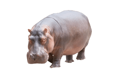 Download Hippo PNG Image for Free