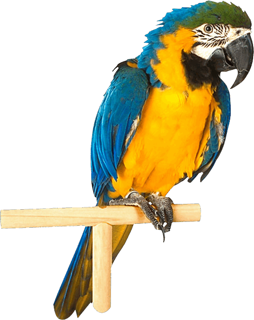 Parrot PNG image transparent image download, size: 523x659px