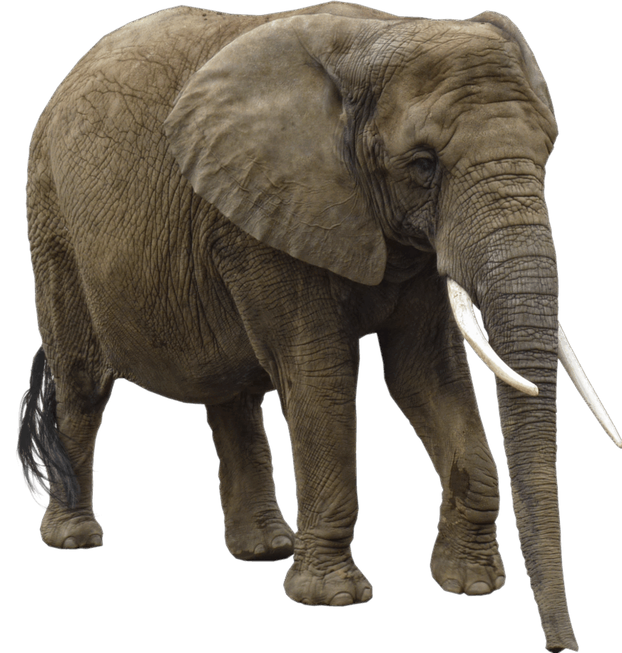 Download Elephant Png HQ PNG Image | FreePNGImg