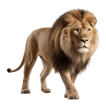 Lion PNG Transparent Images Free Download | Vector Files | Pngtree
