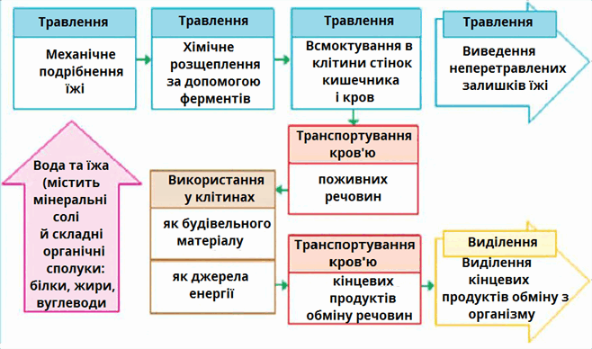 травлення.png