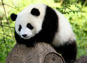 06005vcd-a379-705x509.jpg