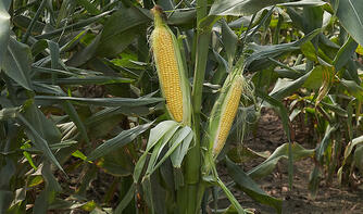 plantator_09_21_2.jpg