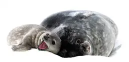 0600647m-30aa-790x380.webp
