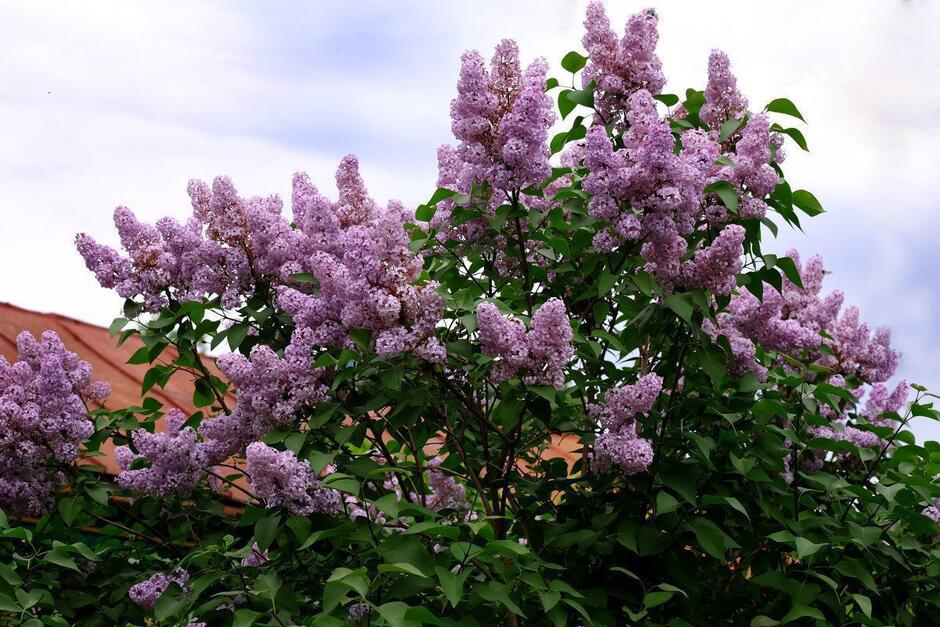 060066uc-c95f-940x627.jpg