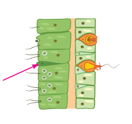 060068w8-c37e-265x250.png