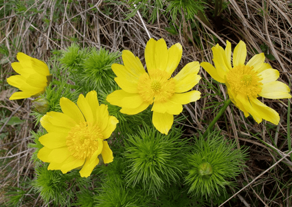 060068xa-4370-940x667.png