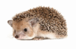 060069fw-adda-109x71.png