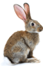 060069g3-0189-62x95.png