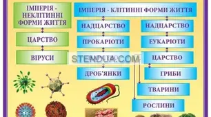 Класифікація організмів.