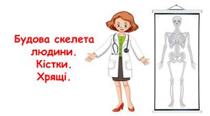 Будова скелета людини. Кістки. Хрящі. 