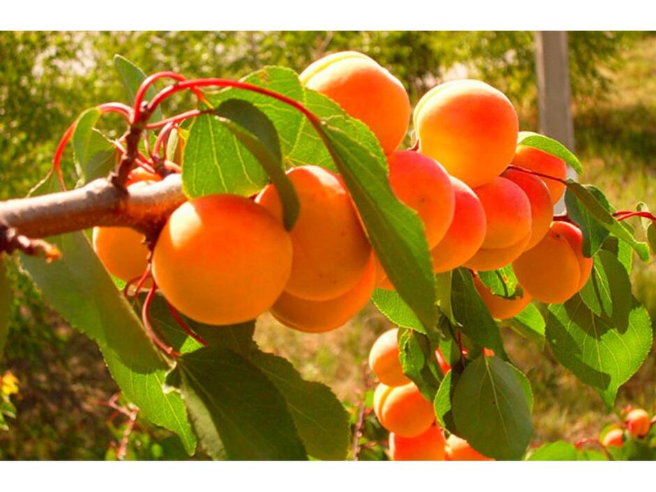 Абрикос - Prunus armeniaca. Вирощування абрикоса, догляд за абрикосовим деревом, види і сорти абрикосів