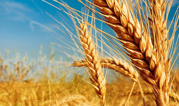В Україні суттєво подорожчала пшениця – AgroNews