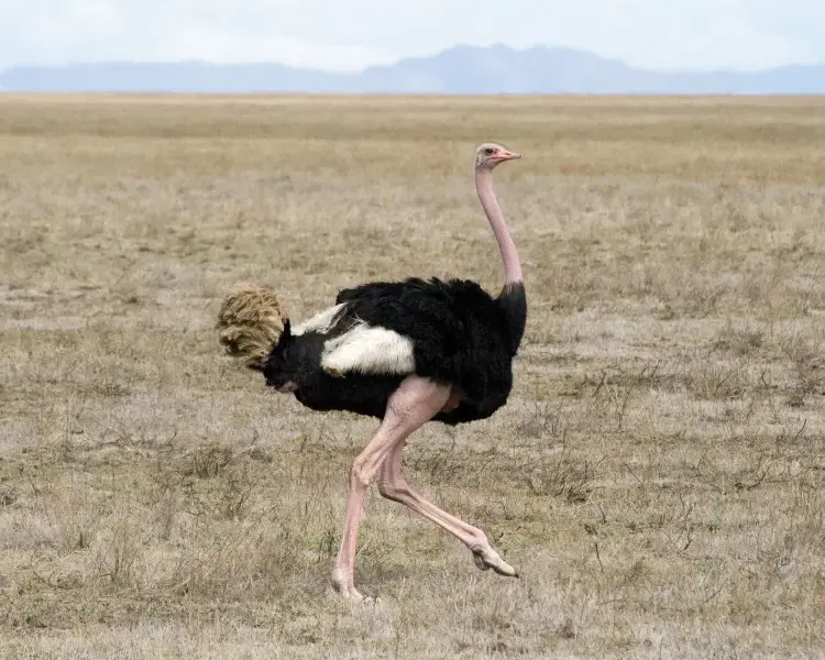 Страус - факти, дієта, ареал і фотографії на Animalia.bio