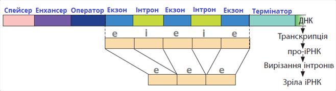 ген.png