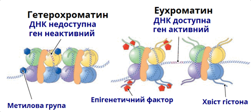 хроматини.png